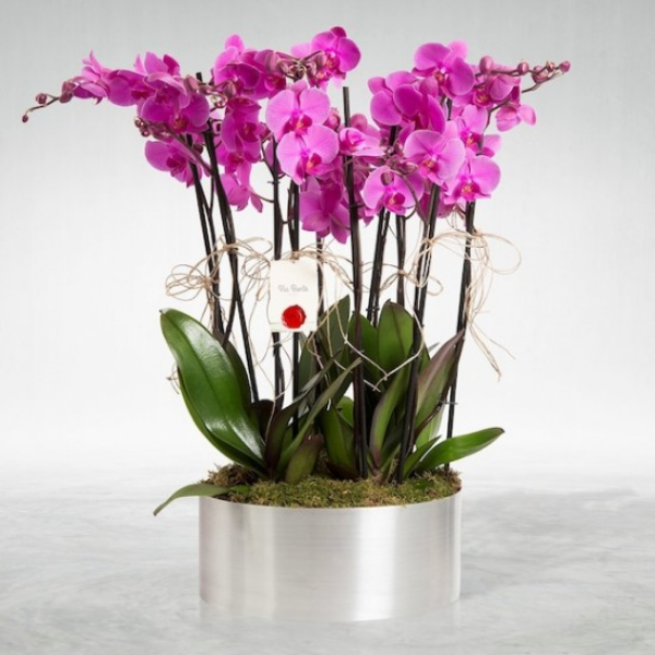 доставка цветов в Анталию 8 ветвей фиолетовой орхидеи