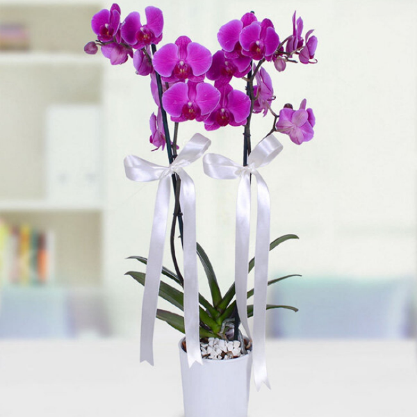  Florist in Antalya 2 branches Purple Orchid