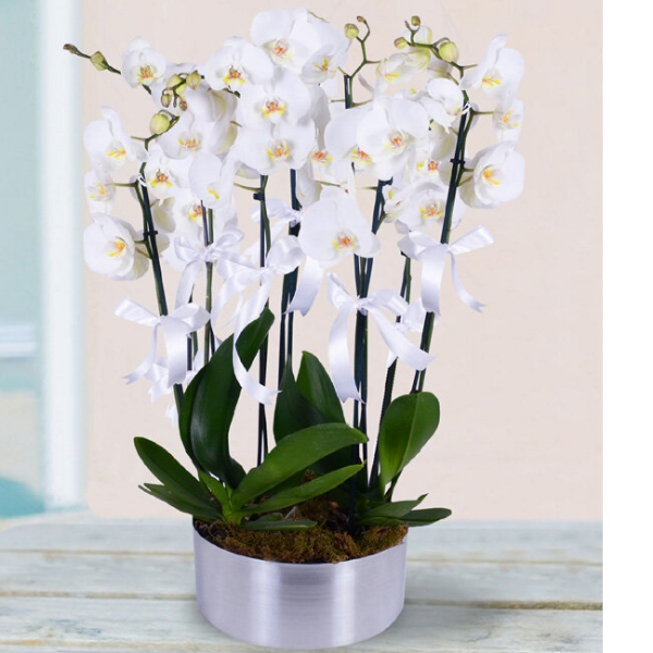 Antalya Blumen Bestellen 8 Zweige Orchideen-Arrangement