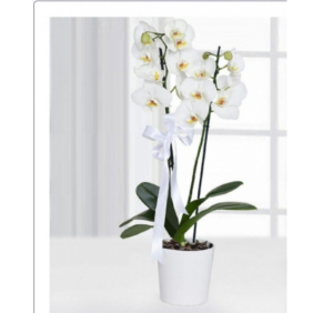  Antalya Çiçek 2 li Beyaz Orkide