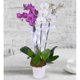  Заказ цветов в Анталия 4 Ветки Бело-Фиолетовой Орхидеи