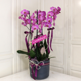  заказ цветов в Анталия 4 ветки фиолетовых орхидей