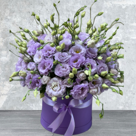  Flower Delivery Antalya  Purple Eustoma in Box