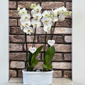  доставка цветов в АнталияТурция Орхидея 4 веточки